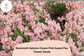 Mammoth Salmon Cream Pink Sweet Pea Seeds | Lathyrus odoratus Tall Climbing Vine (50 Seeds)