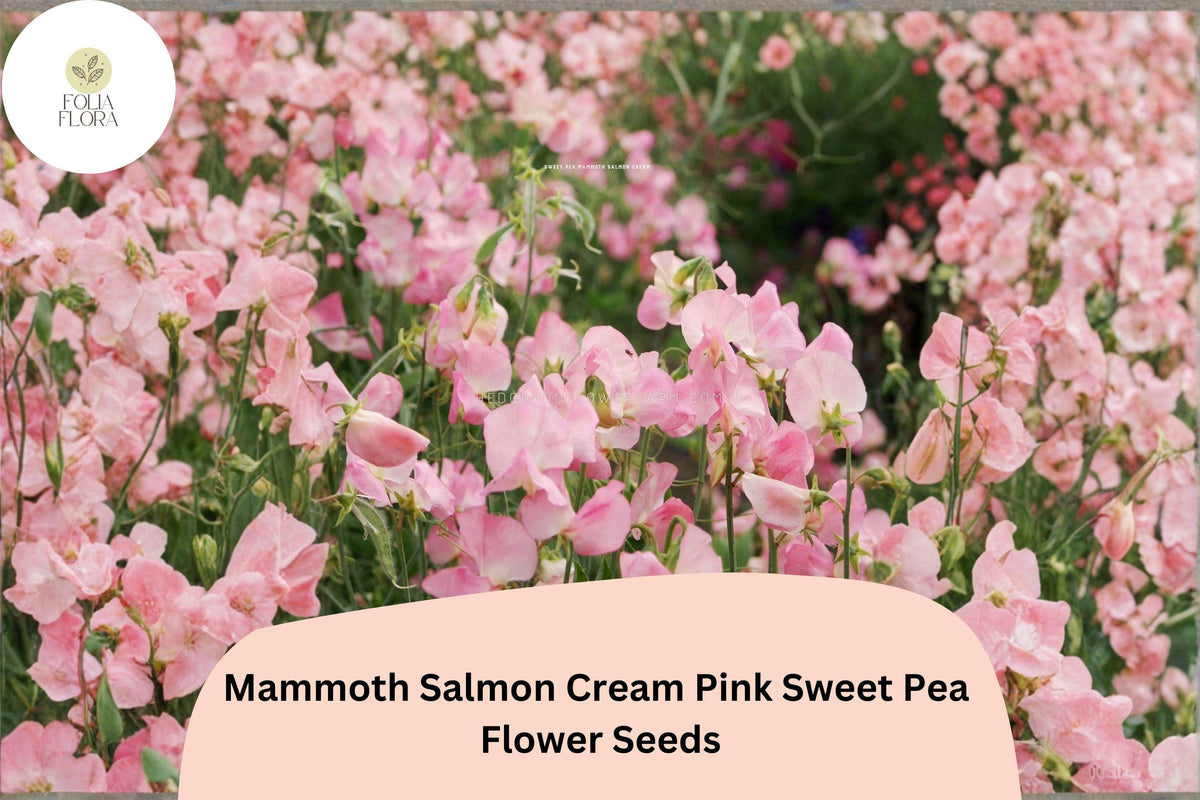 Mammoth Salmon Cream Pink Sweet Pea Seeds | Lathyrus odoratus Tall Climbing Vine (50 Seeds)