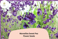 Marseilles Sweet Pea Seeds – Lathyrus odoratus Tall Climbing Flower Vine (50 Seeds)