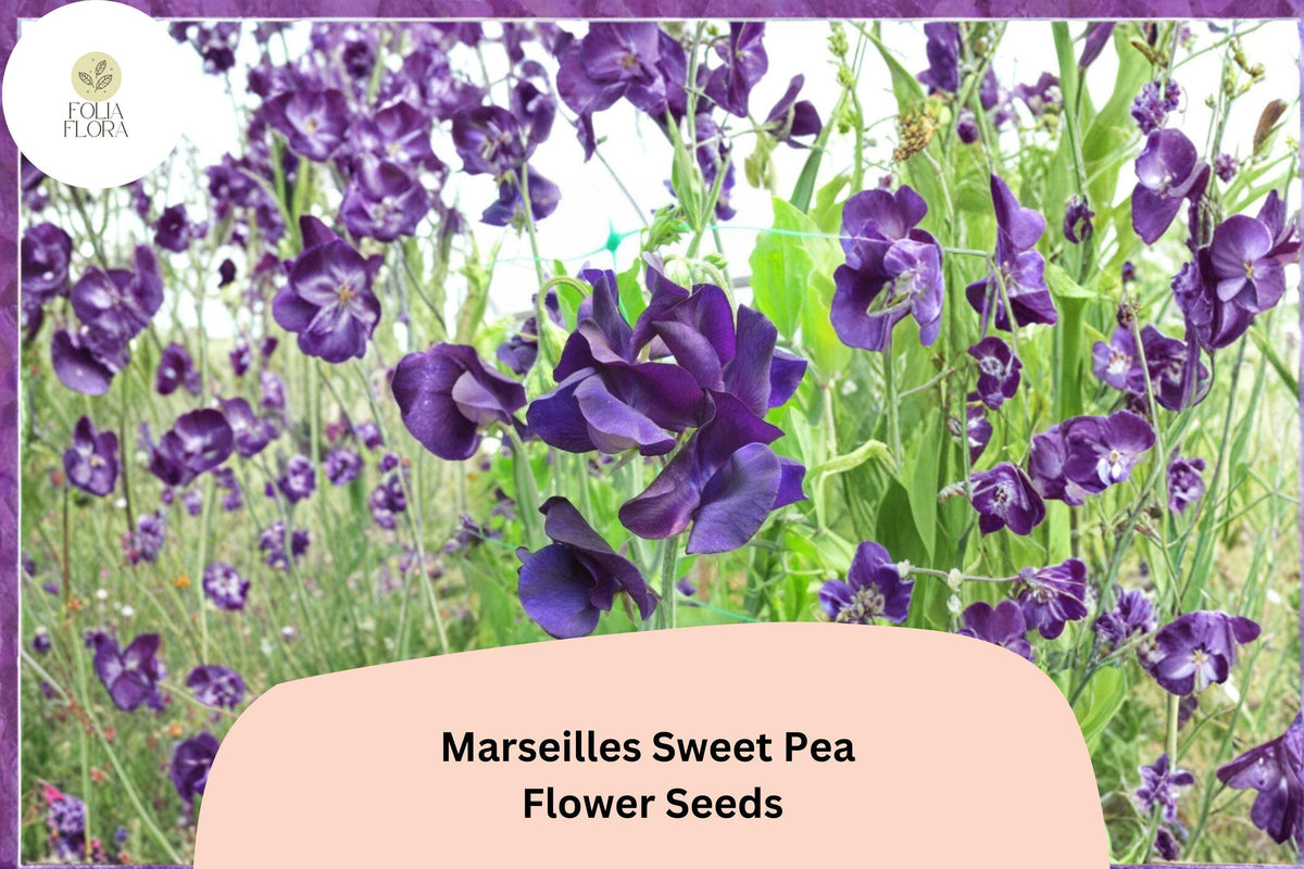Marseilles Sweet Pea Seeds – Lathyrus odoratus Tall Climbing Flower Vine (50 Seeds)
