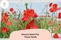 Monaco Sweet Pea Seeds - Orange Lathyrus odoratus Tall Climbing Flower Vine (50 Seeds)