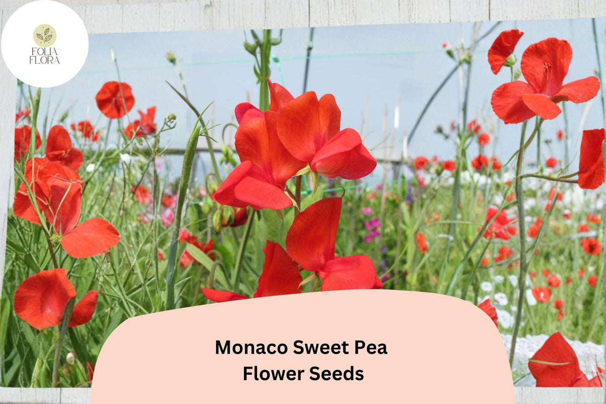 Monaco Sweet Pea Seeds - Orange Lathyrus odoratus Tall Climbing Flower Vine (50 Seeds)