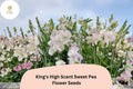 King's High Scent Sweet Pea Seeds | Lathyrus odoratus | 50 Seeds for Planting