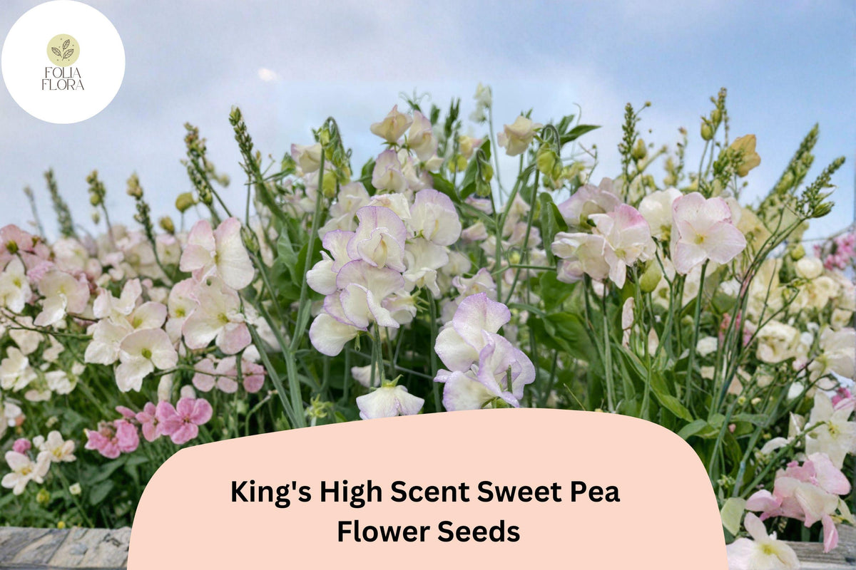King's High Scent Sweet Pea Seeds | Lathyrus odoratus | 50 Seeds for Planting