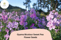 Oyama Bicolour Sweet Pea Seeds – Lathyrus odoratus Tall Climbing Flower Vine (50 Seeds)