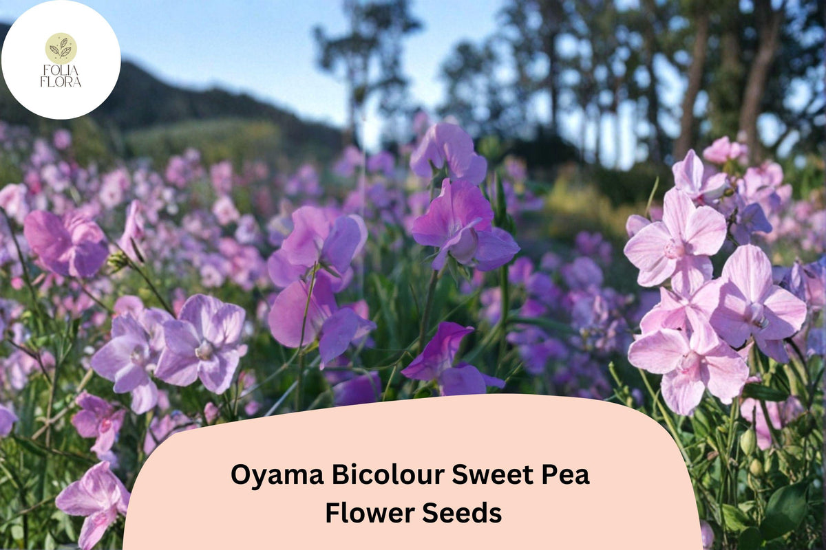 Oyama Bicolour Sweet Pea Seeds – Lathyrus odoratus Tall Climbing Flower Vine (50 Seeds)