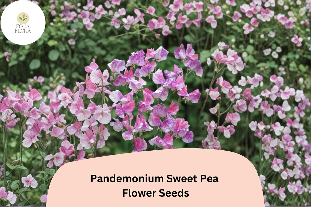 Pandemonium Sweet Pea Seeds - Lathyrus odoratus Climbing Flower Vine (50 Seeds)