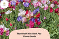 Mammoth Mix Sweet Pea Seeds – 50 Lathyrus odoratus Tall Vine Mixed Colors for Garden
