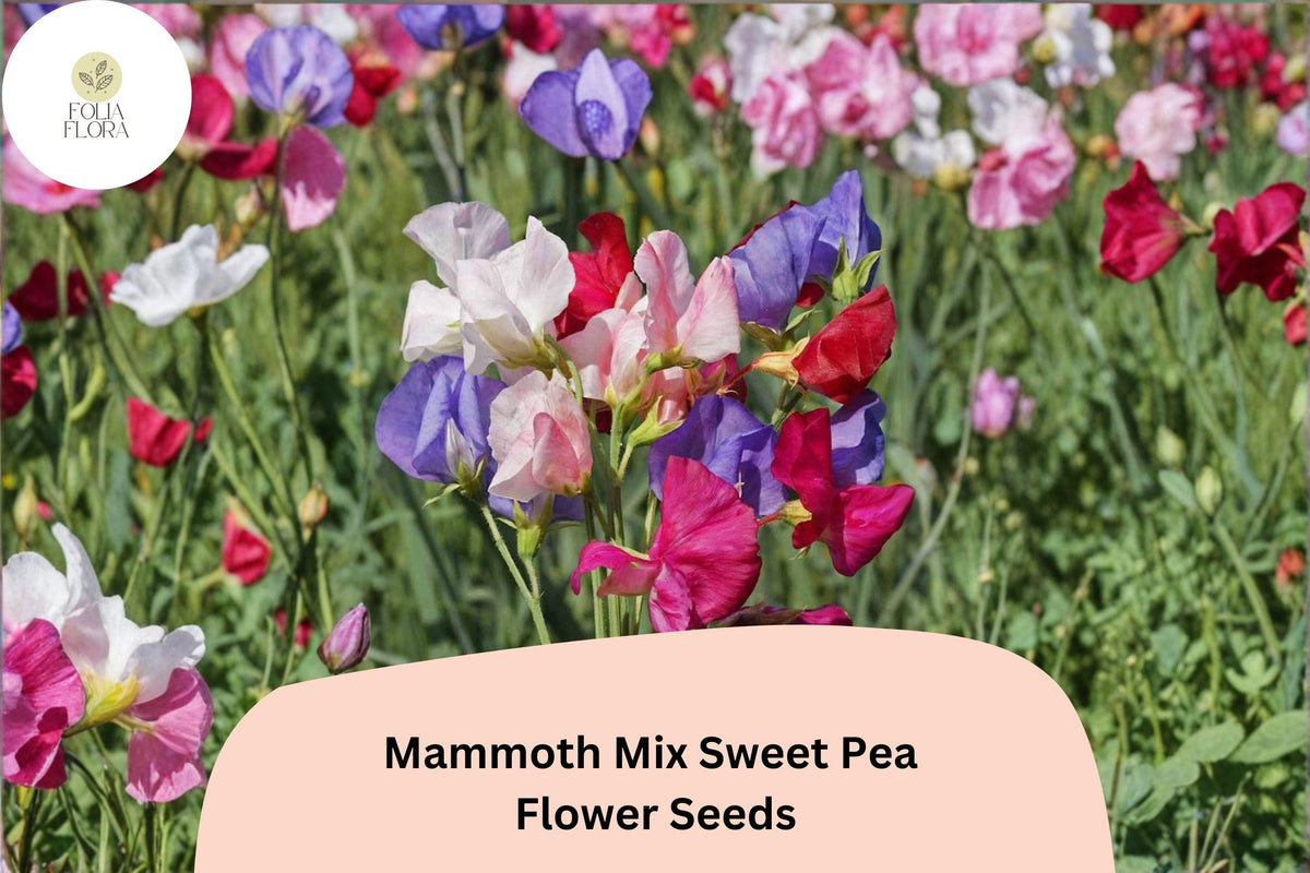 Mammoth Mix Sweet Pea Seeds – 50 Lathyrus odoratus Tall Vine Mixed Colors for Garden