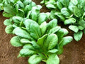 500 Komatsuna Seeds - Asian Greens, Mustard Spinach