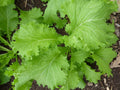 500 Southern Giant Curled Mustard Seeds – Heirloom Greens for Planting