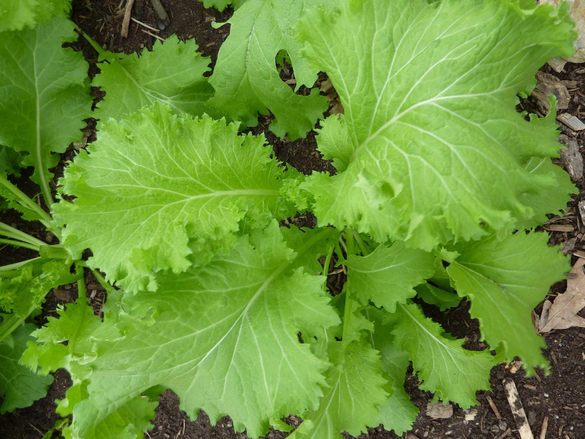 500 Southern Giant Curled Mustard Seeds – Heirloom Greens for Planting