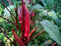 100 Red Burgundy Okra Seeds - Heirloom Vegetable, High Yield