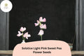 50 Solstice Light Pink Sweet Pea Seeds – Climbing Vine for Gardens
