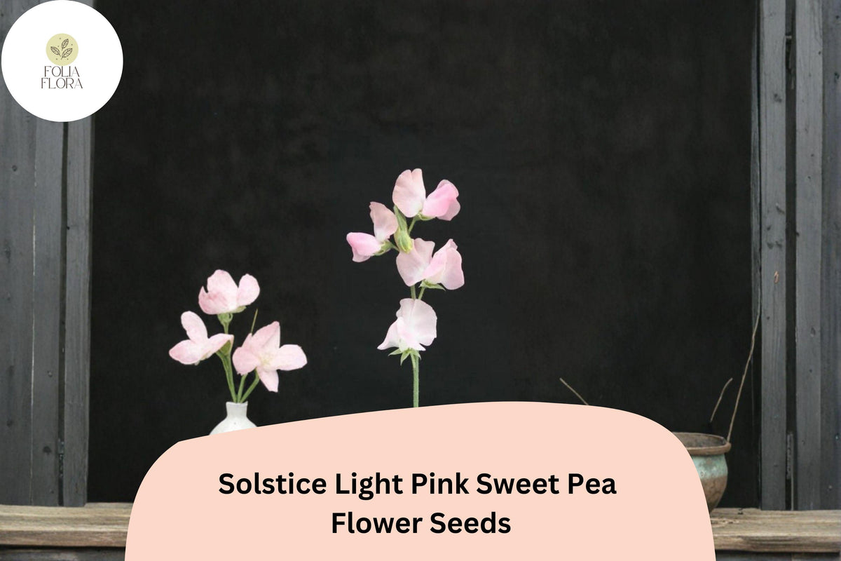 50 Solstice Light Pink Sweet Pea Seeds – Climbing Vine for Gardens