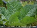 Vates Collard Seeds – Heirloom Cold Hardy Greens, Compact Plants, Sweet Flavor (500 Seeds)