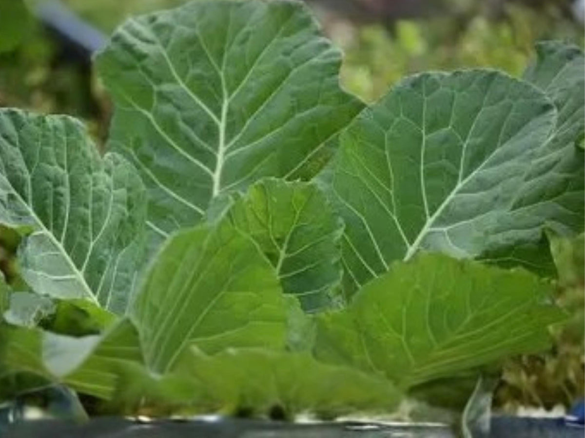 Vates Collard Seeds – Heirloom Cold Hardy Greens, Compact Plants, Sweet Flavor (500 Seeds)