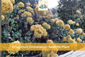 100 Seeds Eriogonum umbellatum Sulfurflower Native Perennial Drought Tolerant Wildflower