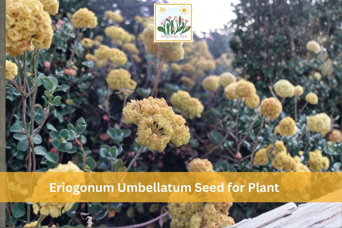 100 Seeds Eriogonum umbellatum Sulfurflower Native Perennial Drought Tolerant Wildflower