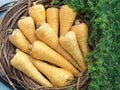 100 Parsnip All American Seeds - Heirloom Root Vegetable, Sweet Flavor After Frost