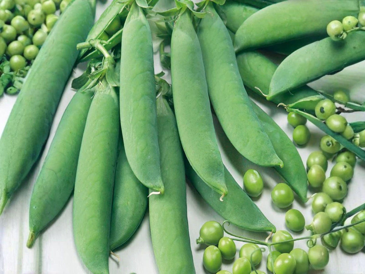 50 Sugar Snap Pea Seeds – Edible Pod, Sweet & Crunchy