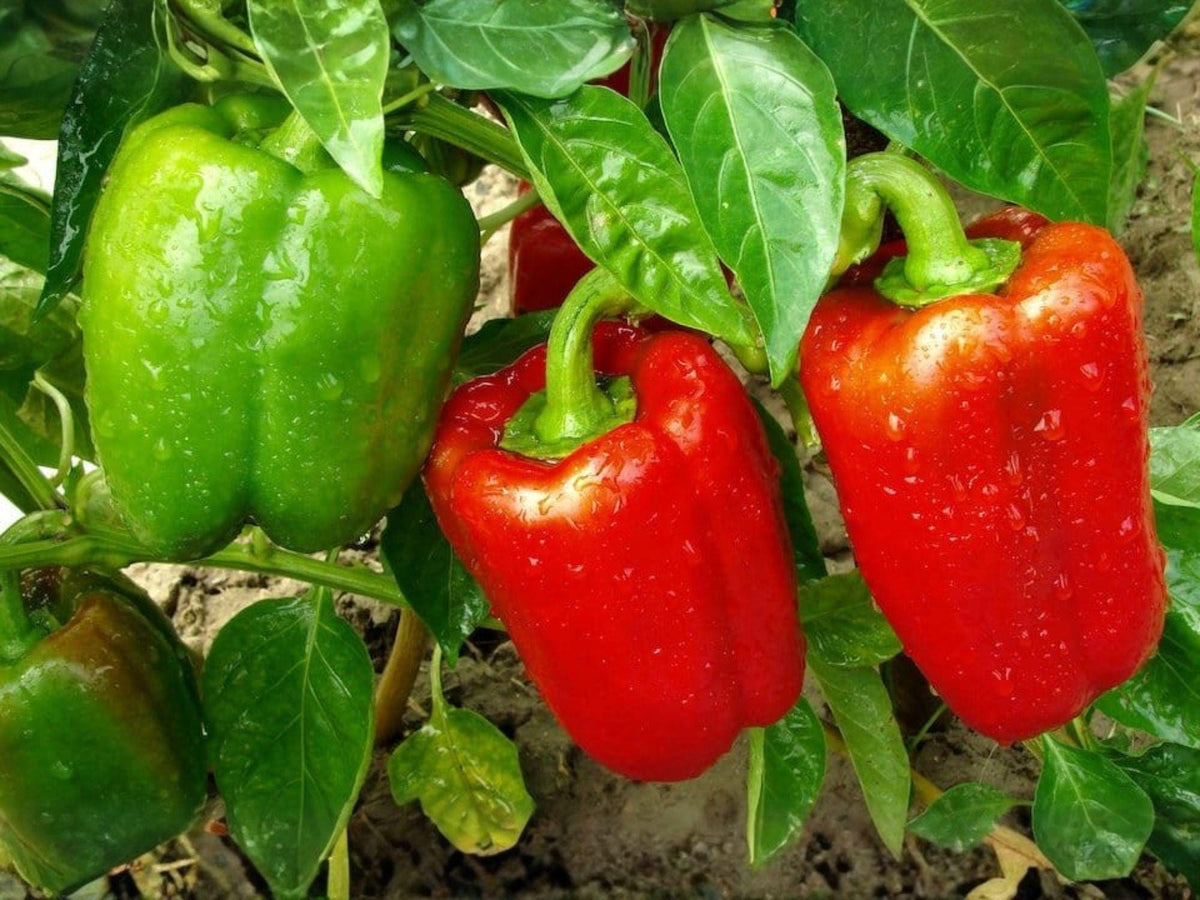 Yolo Wonder Sweet Bell Pepper Seeds – 25 Heirloom Seeds for Planting
