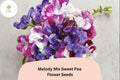 Melody Mix Sweet Pea Seeds – 50 Lathyrus odoratus Mixed Color Flowers for Garden Planting