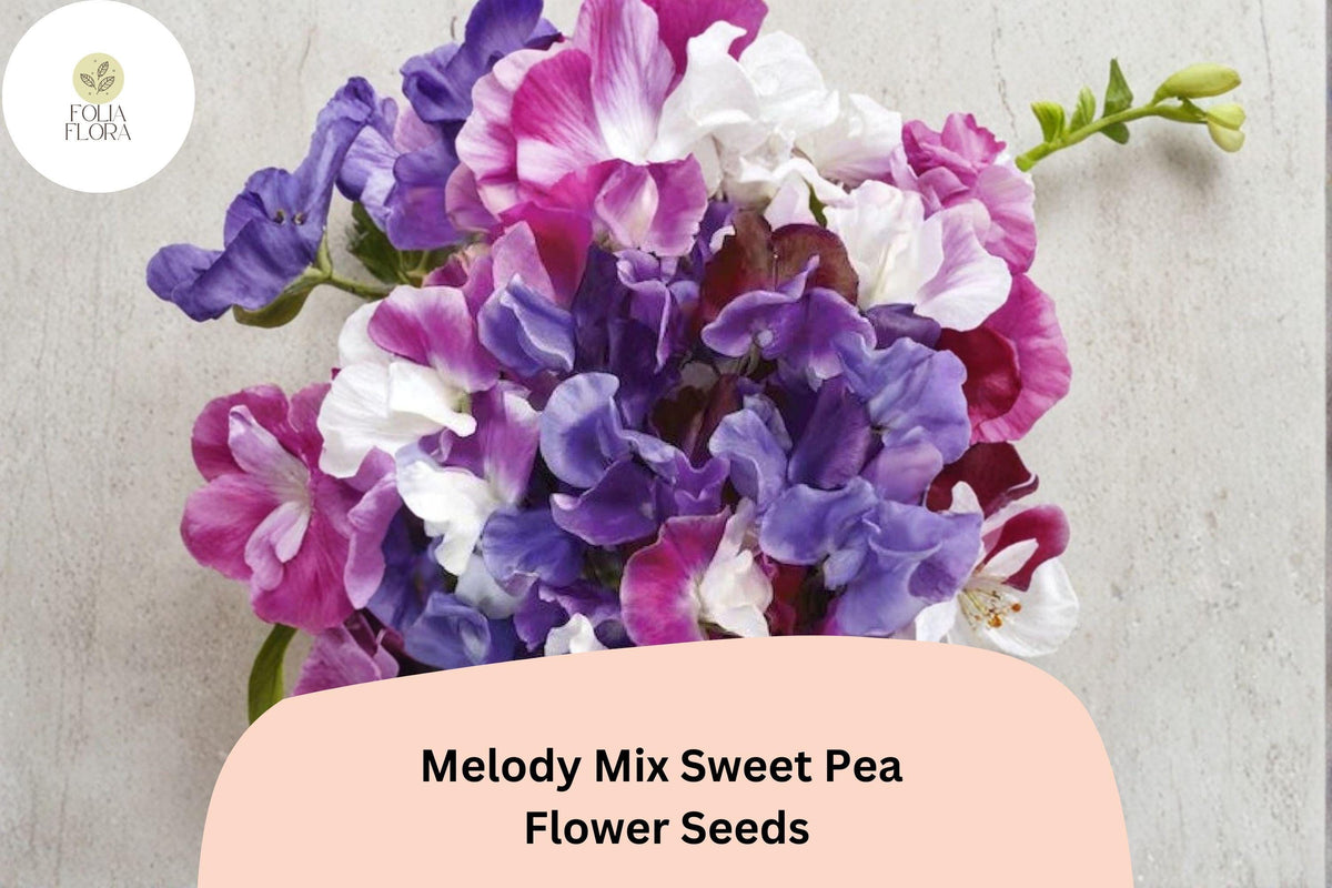 Melody Mix Sweet Pea Seeds – 50 Lathyrus odoratus Mixed Color Flowers for Garden Planting