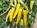 25 Hungarian Yellow Wax Pepper Seeds - Heirloom Chili, Early Harvest