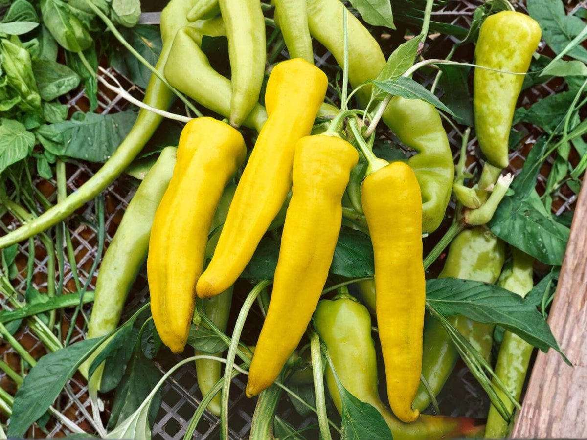 25 Hungarian Yellow Wax Pepper Seeds - Heirloom Chili, Early Harvest