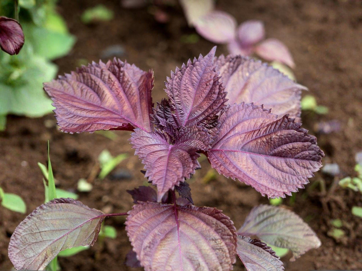 100 Red Shiso Seeds – Japanese Culinary Herb, Aromatic Perilla