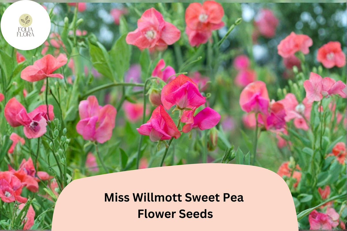Miss Willmott Sweet Pea Seeds – 50 Lathyrus odoratus Seeds for Elegant Garden Blooms