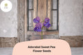 Adorabel Sweet Pea Seeds – Lathyrus odoratus for Garden Planting (50 Seeds)