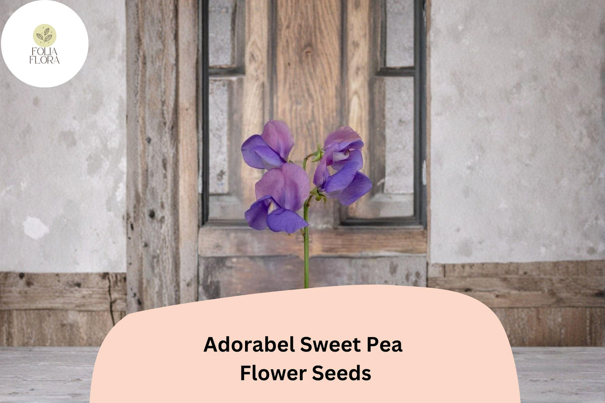 Adorabel Sweet Pea Seeds – Lathyrus odoratus for Garden Planting (50 Seeds)