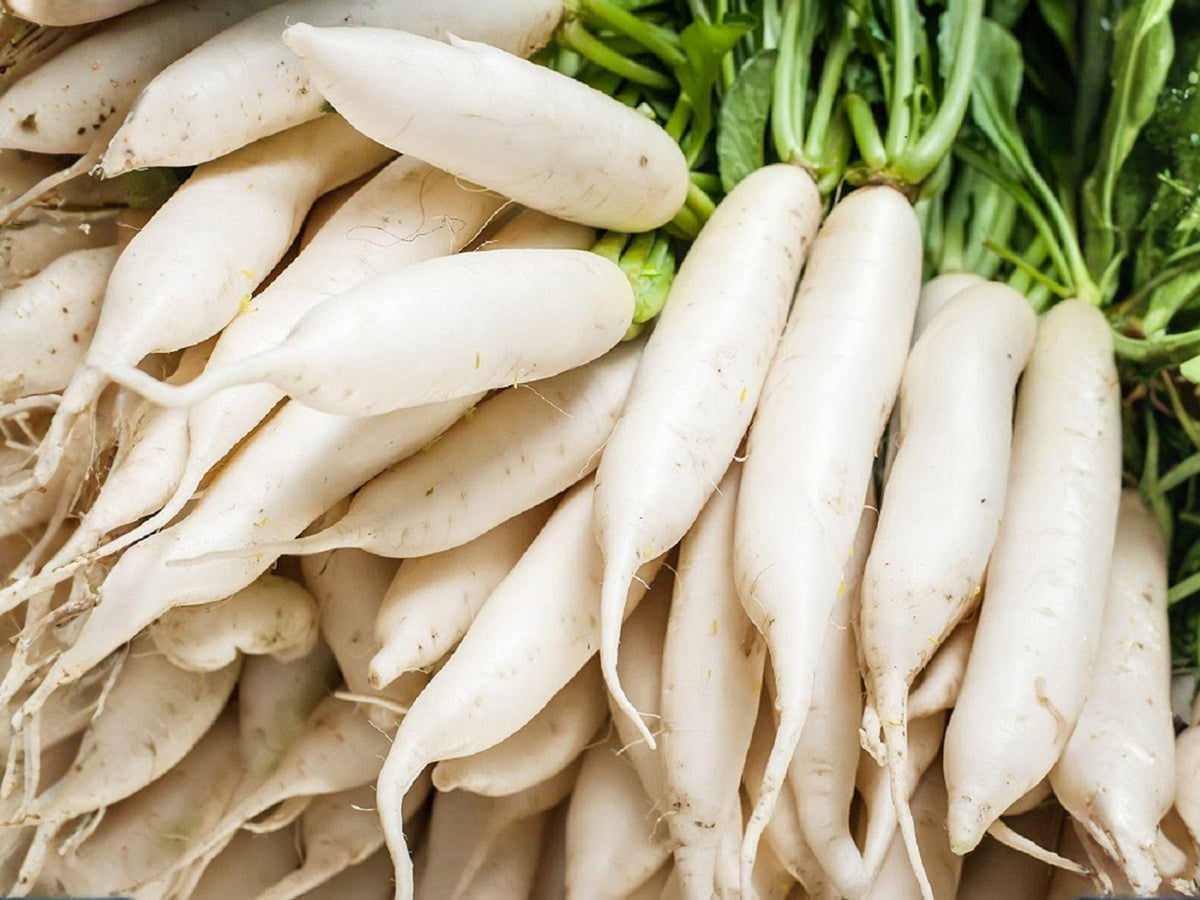 Minowase Daikon Radish Seeds – 100 Japanese Heirloom Vegetable Seeds