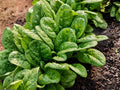 100 Bloomsdale Spinach Seeds – Heirloom Savoy Spinach, Slow Bolting