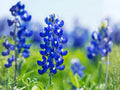 50 Texas Bluebonnet Seeds – Lupinus texensis Heirloom Non-GMO Wildflower