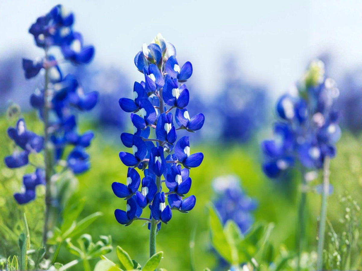 50 Texas Bluebonnet Seeds – Lupinus texensis Heirloom Non-GMO Wildflower