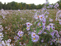 Swamp Aster Seeds – Symphyotrichum puniceum Native Purple Fall Blooms – 350 Seeds