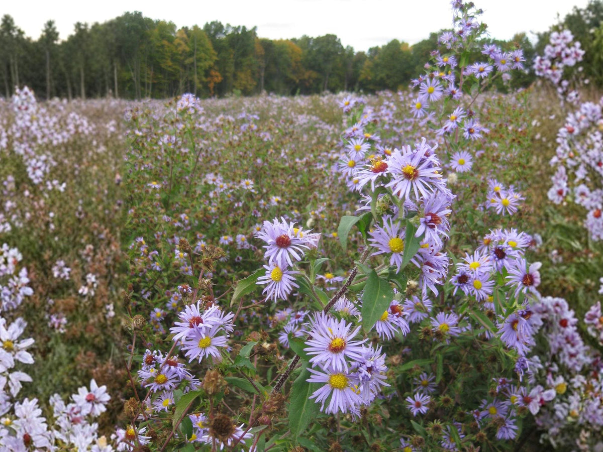 Swamp Aster Seeds – Symphyotrichum puniceum Native Purple Fall Blooms – 350 Seeds
