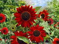Velvet Queen Sunflower Seeds – 15 Heirloom Dark Red Pollinator Flower Seeds