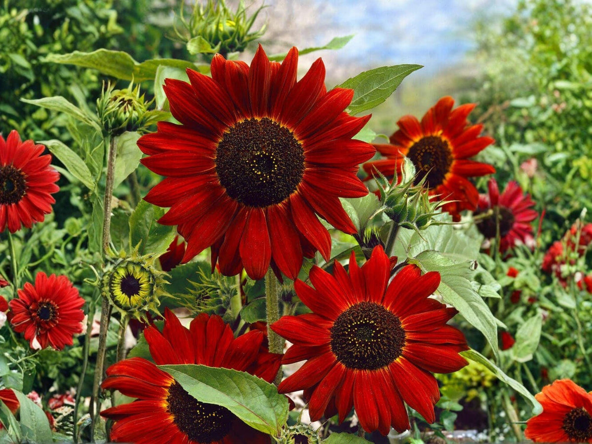 Velvet Queen Sunflower Seeds – 15 Heirloom Dark Red Pollinator Flower Seeds