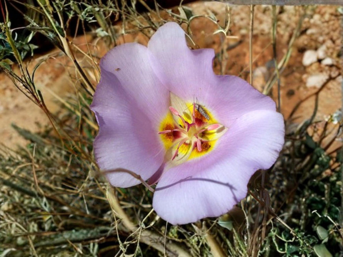 Calochortus flexuosus Winding Mariposa Lily Seeds – 30 Native Western Wildflower Bulb Flower Seeds