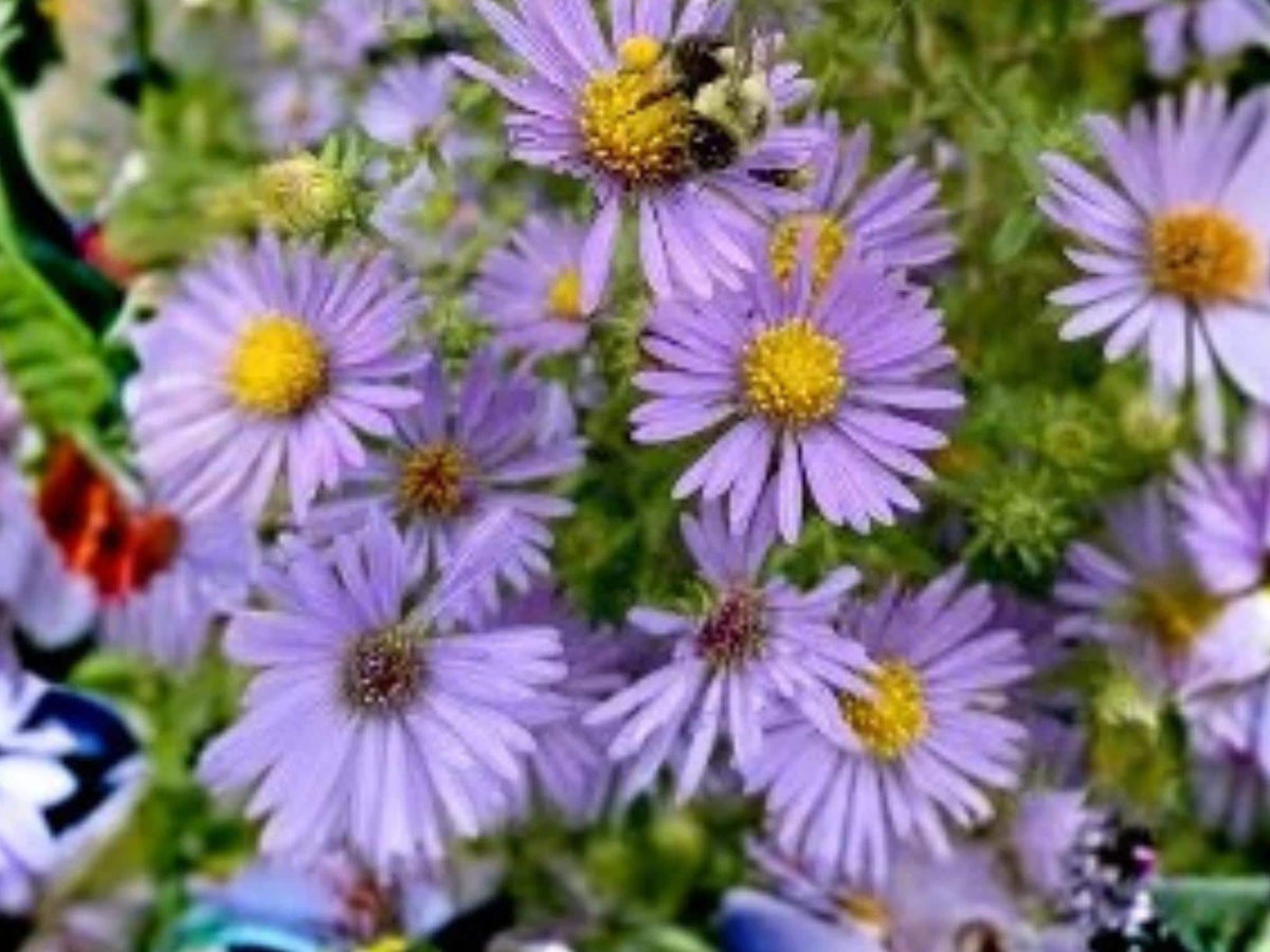 Aromatic Aster Seeds – Symphyotrichum oblongifolium – Native Wildflower – 100 Seeds