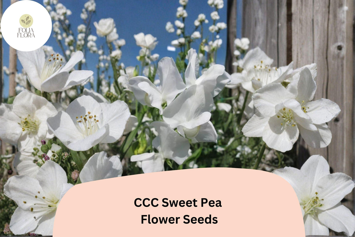 CCC Sweet Pea Seeds – Lathyrus odoratus Decorative Blooms for Garden Planting (50 Seeds)