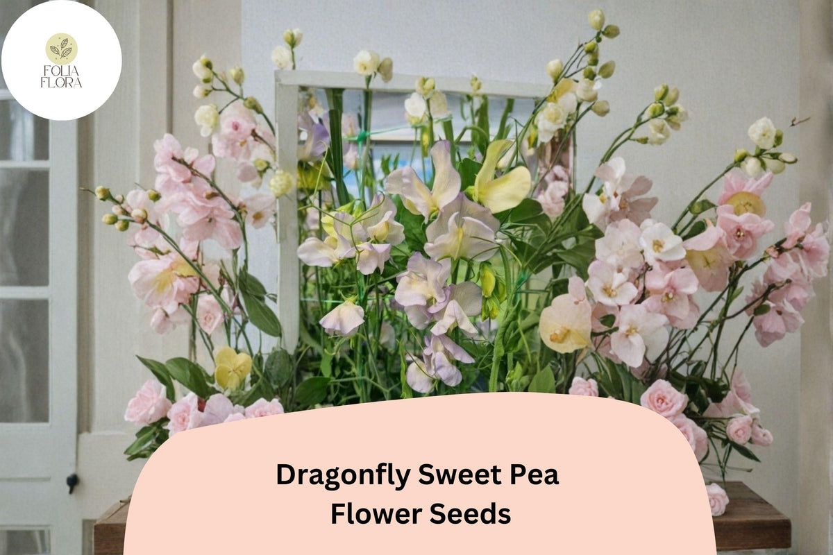Dragonfly Sweet Pea Seeds – Bicolor Winged Blooms for Garden Planting (50 Seeds)