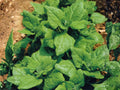 100 New Zealand Spinach Seeds – Heat Tolerant Summer Greens