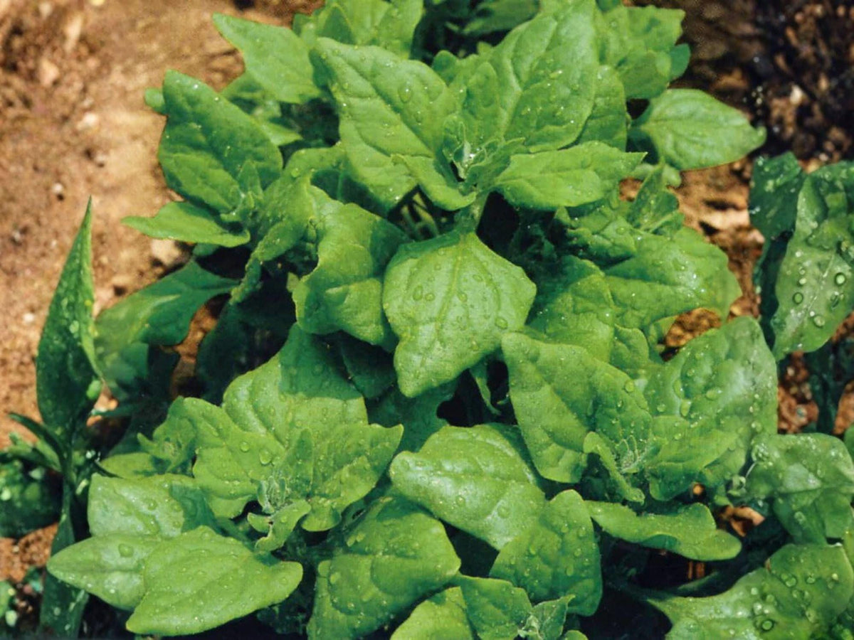 100 New Zealand Spinach Seeds – Heat Tolerant Summer Greens