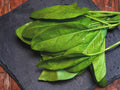 Viroflay Spinach Seeds – 100 Heirloom French Spinach Seeds for Planting