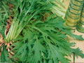 500 Mizuna Early Seeds - Japanese Mustard Greens Fast Growing Salad Vegetable